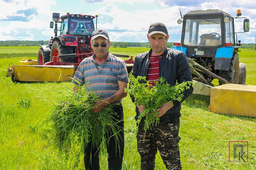На Поставщине стартовала зелёная жатва