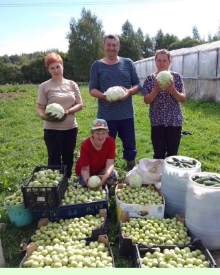 Сбор урожая