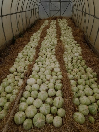  Плоды подсобного хозяйства 