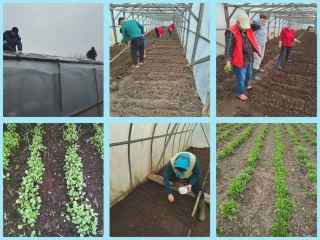 Работа в теплицах