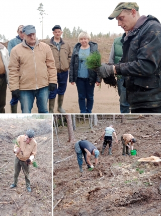 Посади свое дерево сам