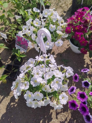 Кружок «Лепесток»